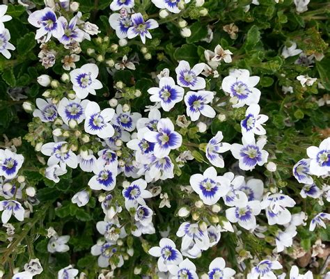 snowmass veronica|More.